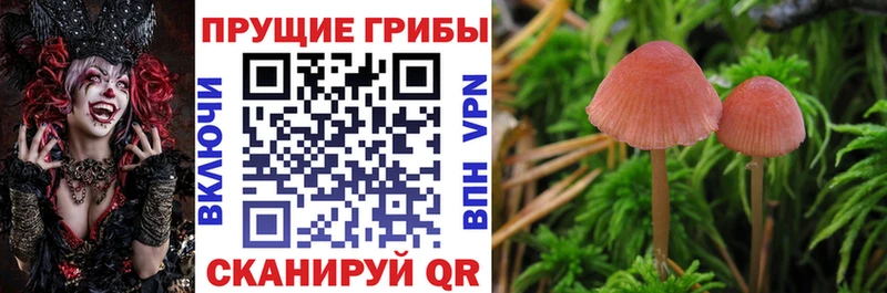 Псилоцибиновые грибы Psilocybine cubensis  хочу наркоту  Алейск 